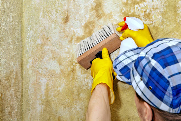 Best Mold Damage Restoration  in St Bonifacius, MN
