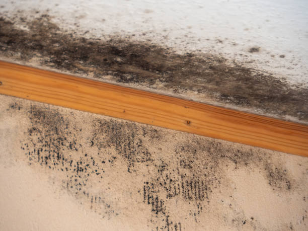 Professional Mold Removal in St Bonifacius, MN