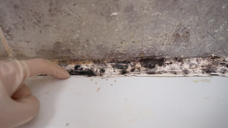 Best Emergency Mold Remediation  in St Bonifacius, MN