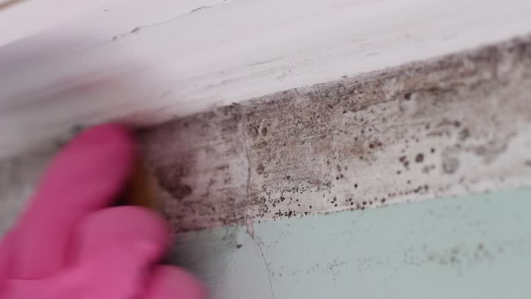 Best Commercial Mold Inspection  in St Bonifacius, MN